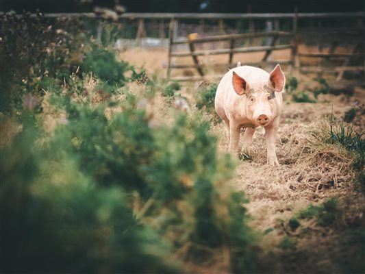 Green Farm Pigs